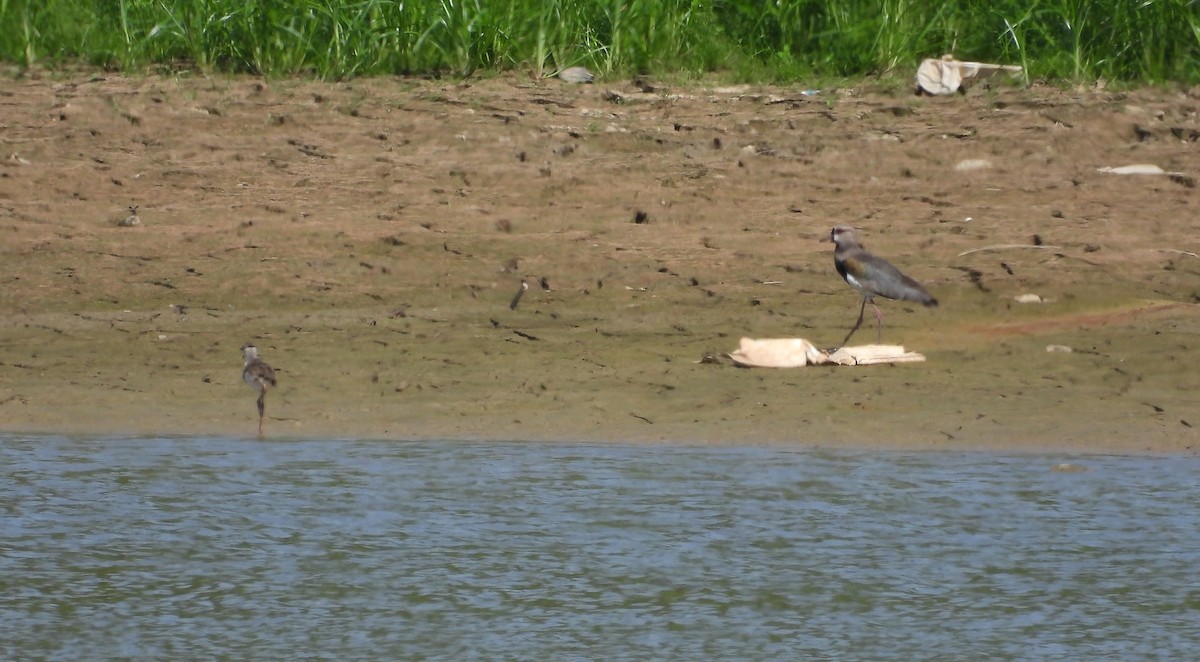 Southern Lapwing - ML610038385