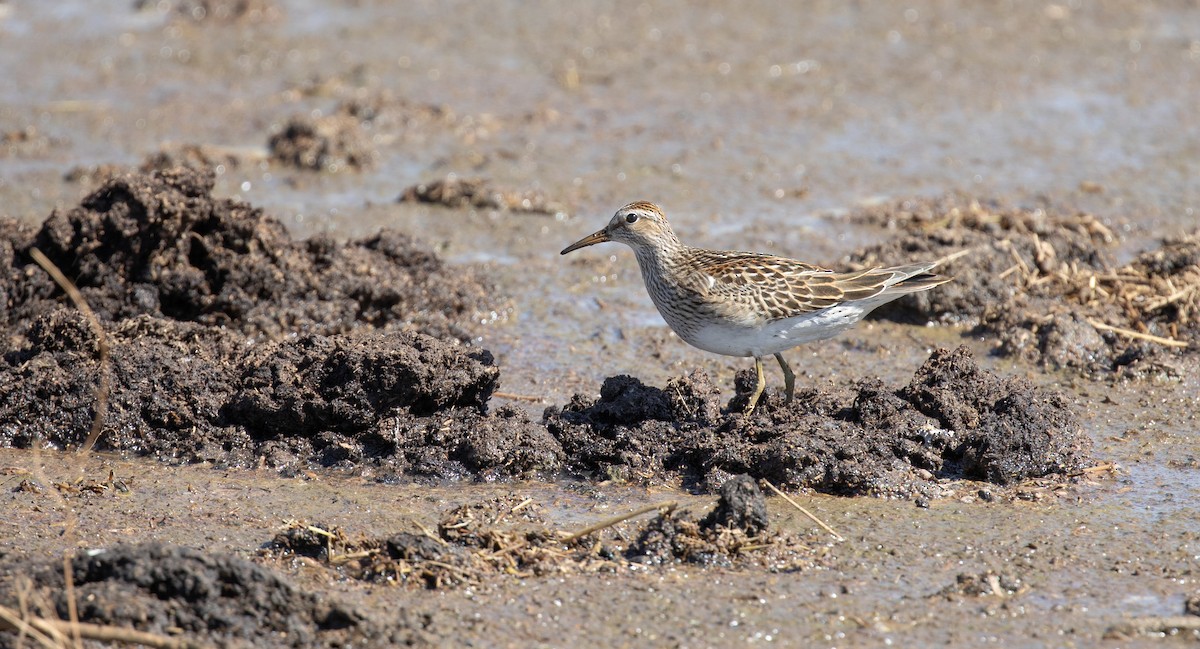 Graubrust-Strandläufer - ML610038405