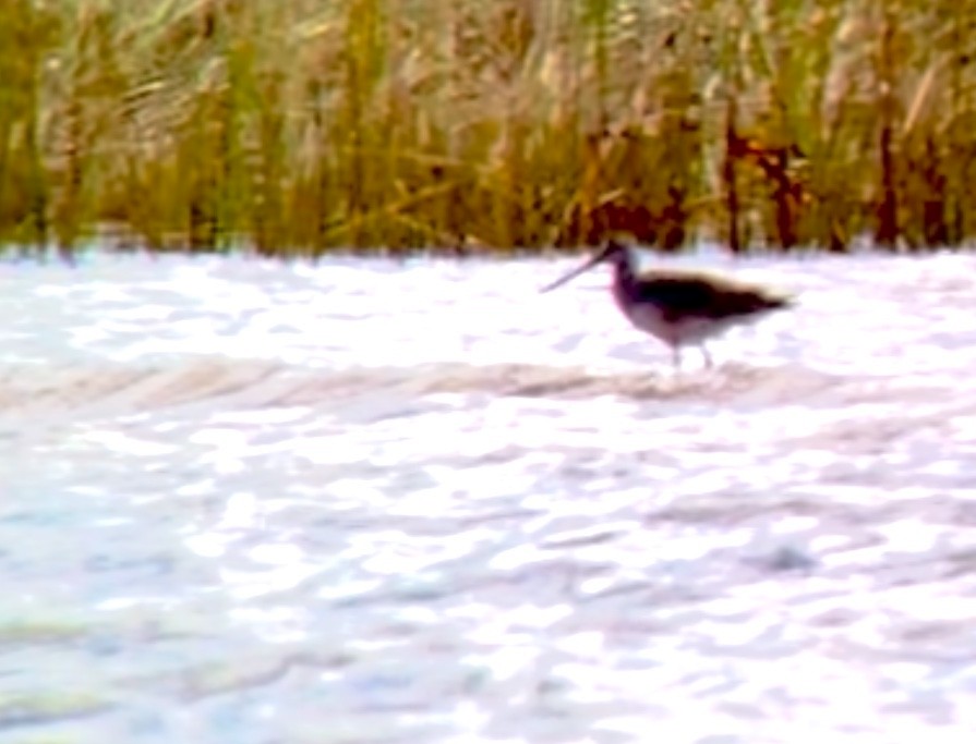 Hudsonian Godwit - ML610038426