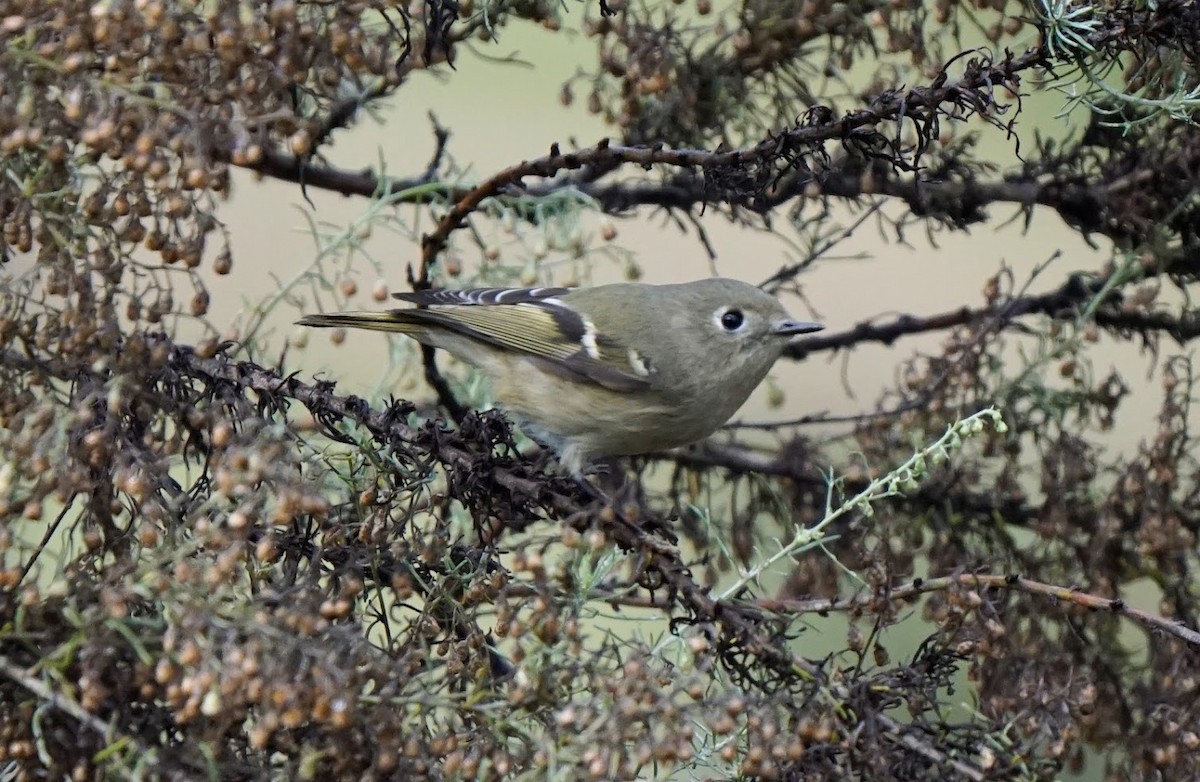 Ruby-crowned Kinglet - Julia Black