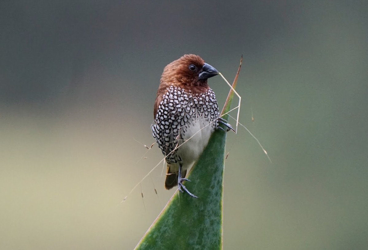 Scaly-breasted Munia - ML610038466