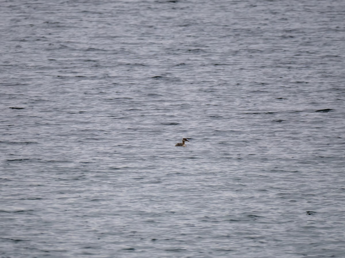 Red-necked Grebe - ML610038480