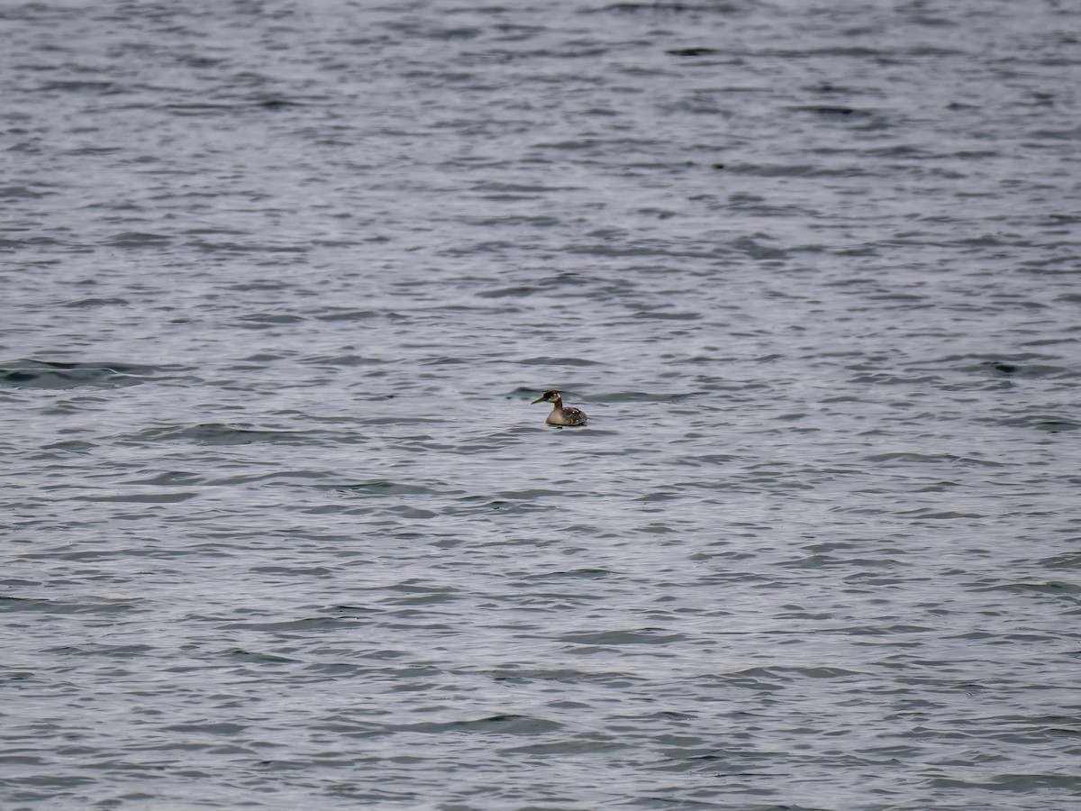 Red-necked Grebe - ML610038482