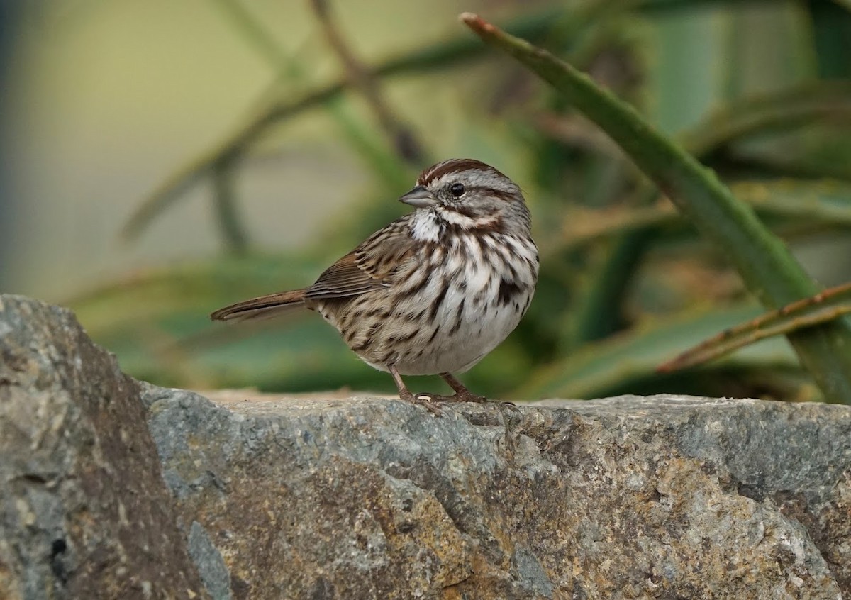 Song Sparrow - ML610038528