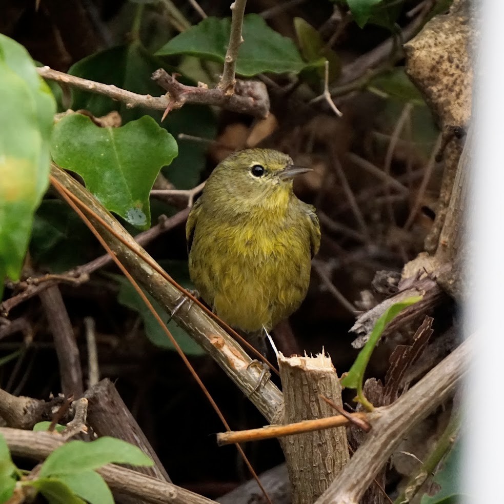 Orange-crowned Warbler - ML610038531