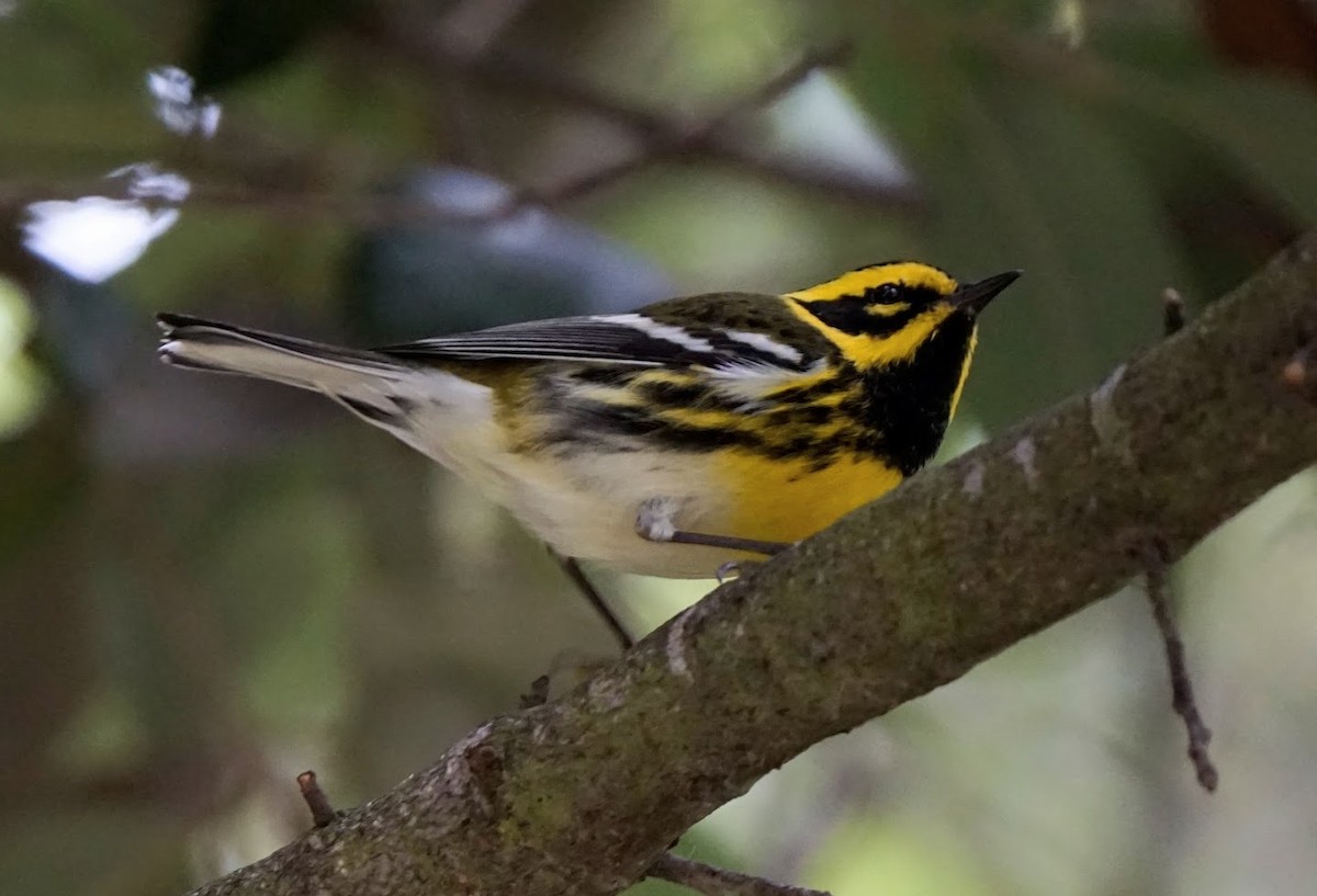 Townsend's Warbler - Julia Black