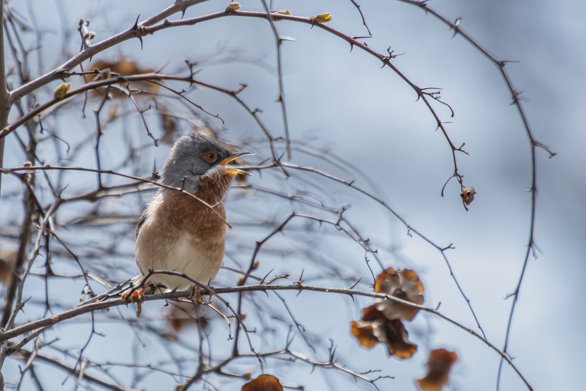 Eastern Subalpine Warbler - ML610038544