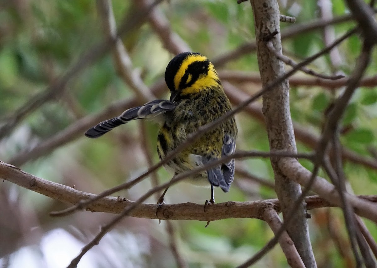 Townsend's Warbler - Julia Black