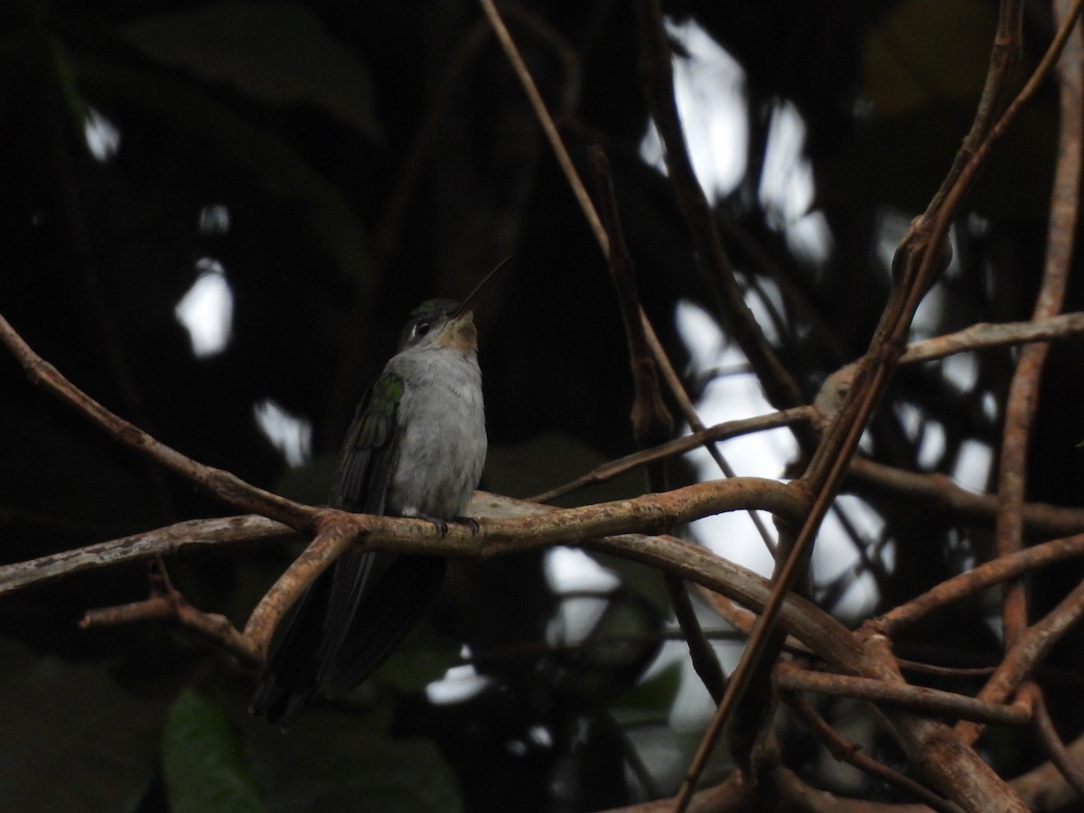 gråbrystsabelvinge (obscurus) - ML610038613