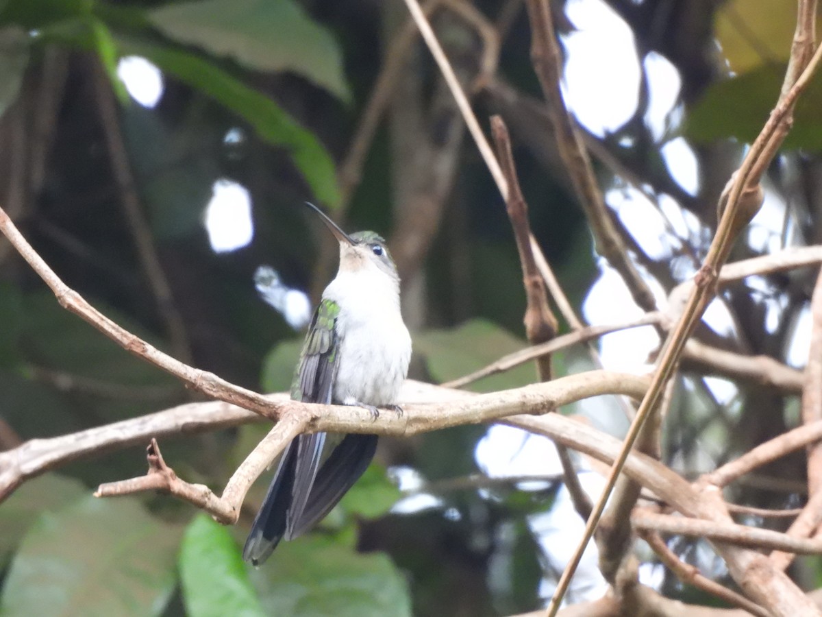 Campyloptère à ventre gris (obscurus) - ML610038614