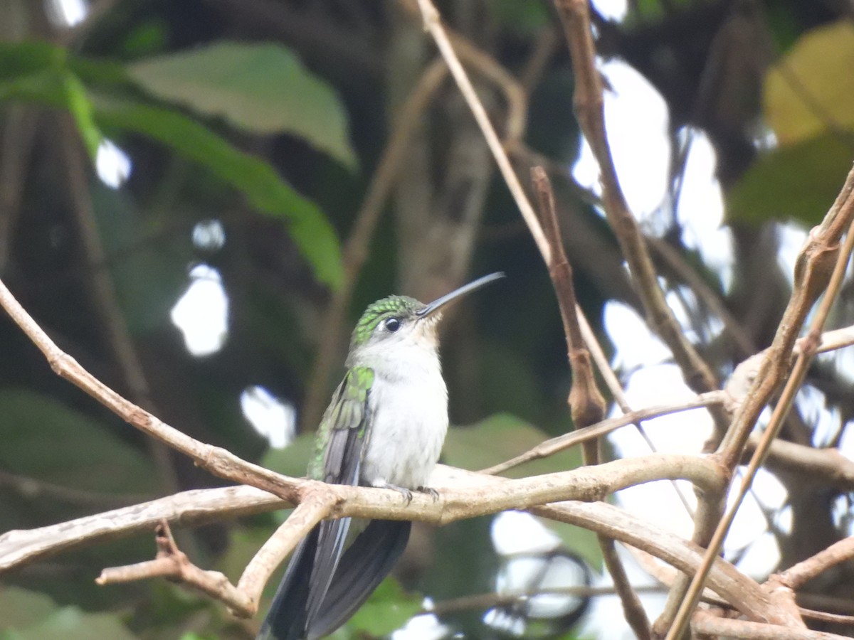 gråbrystsabelvinge (obscurus) - ML610038616