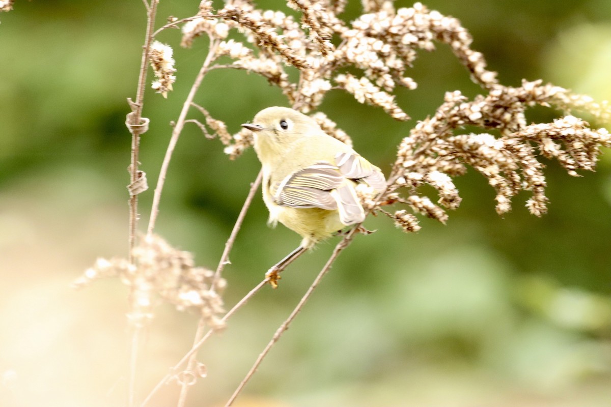 Ruby-crowned Kinglet - William Going