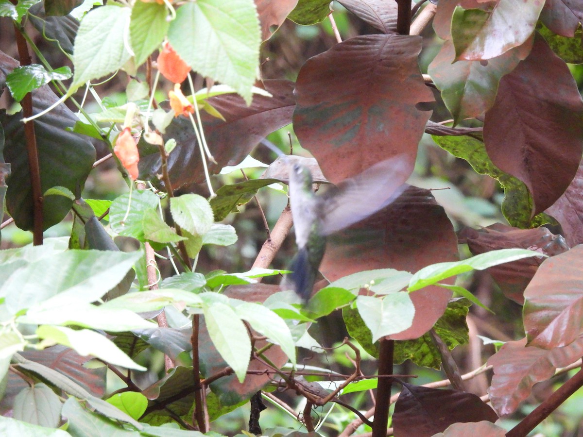 Colibrí Pechigrís (obscurus) - ML610038866