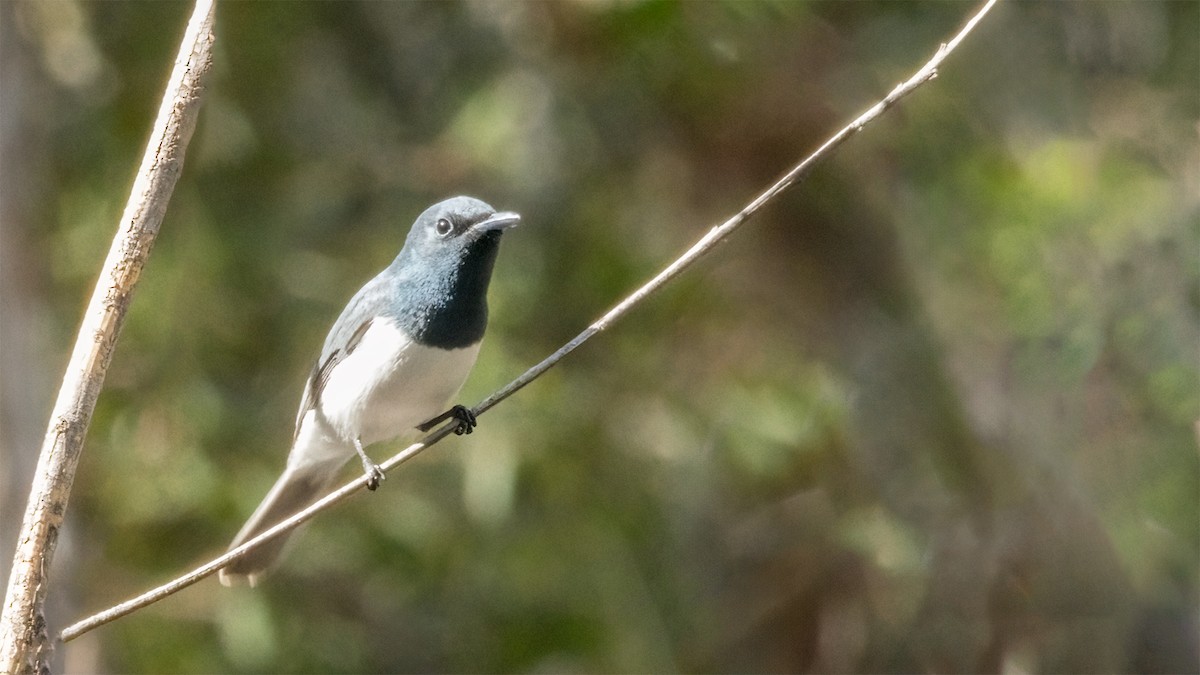 Leaden Flycatcher - ML610038991