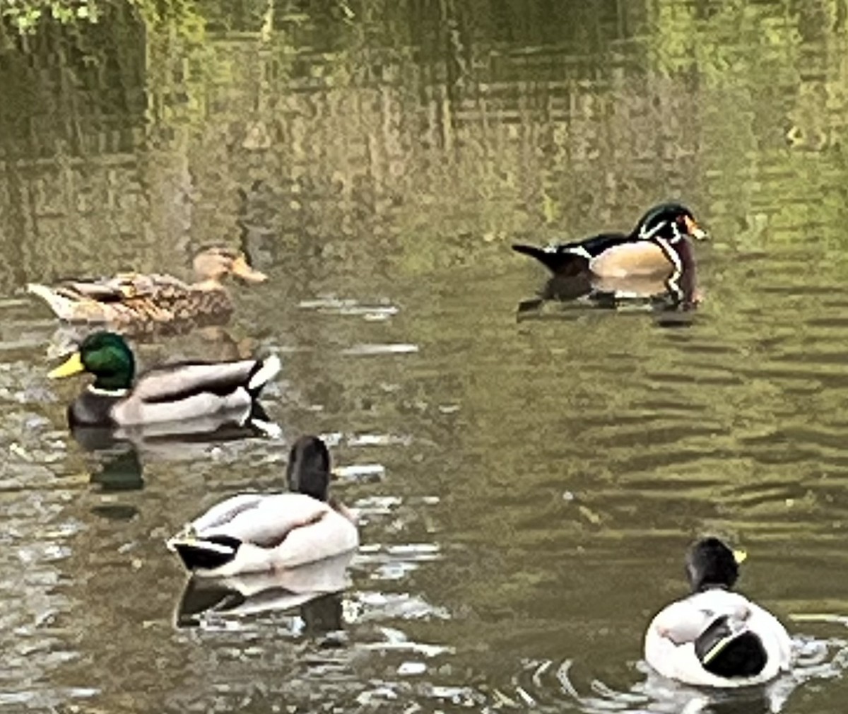 Wood Duck - ML610039170