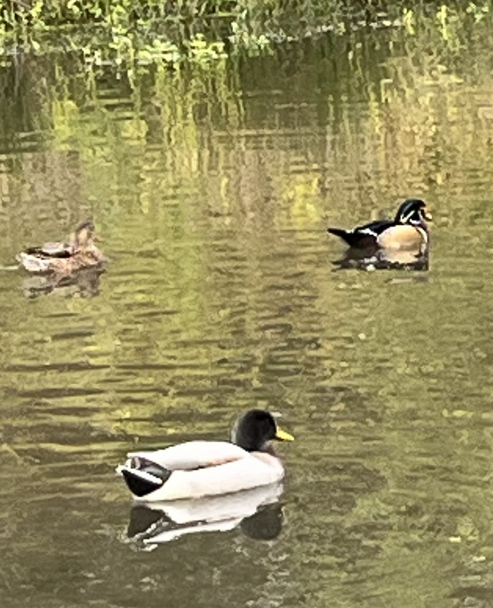 Wood Duck - ML610039171