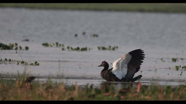 Muscovy Duck - ML610039189