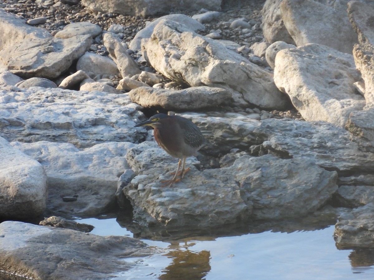 Green Heron - ML610039201