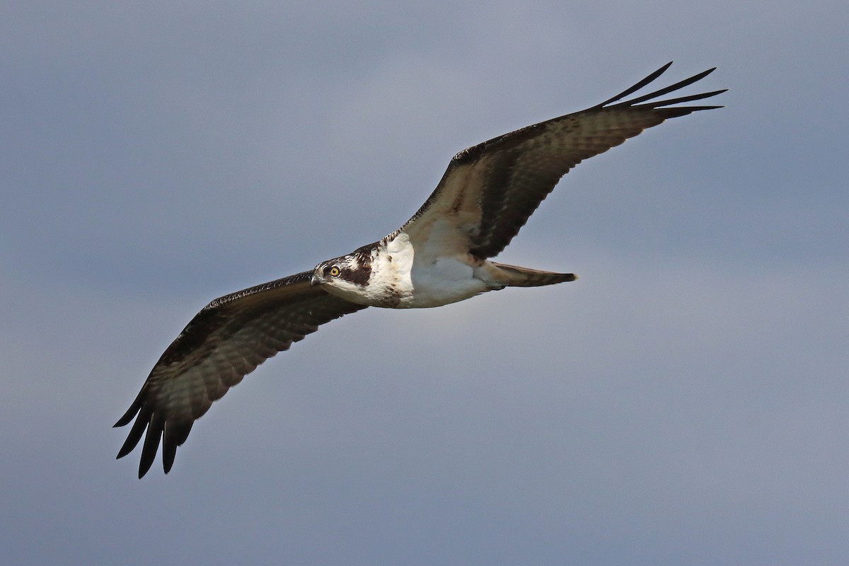 Falco pescatore - ML610039204