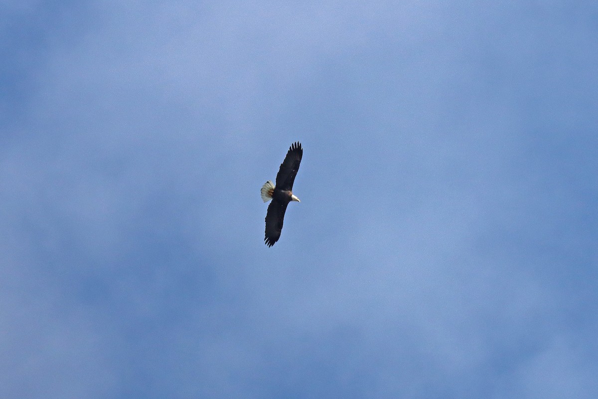 Bald Eagle - ML610039219