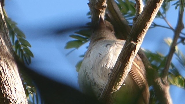 Fuscous Flycatcher - ML610039231