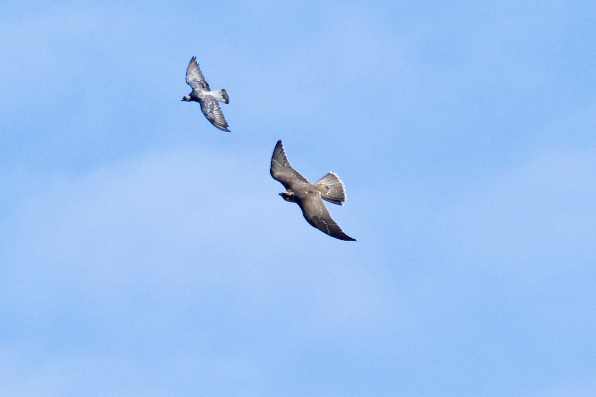 Peregrine Falcon - ML610039277