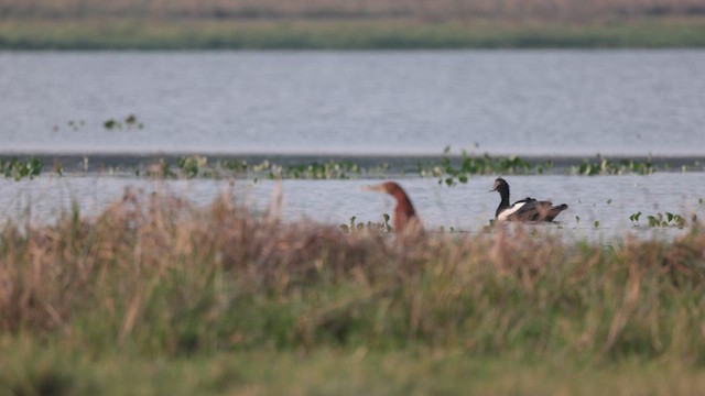 Muscovy Duck - ML610039278