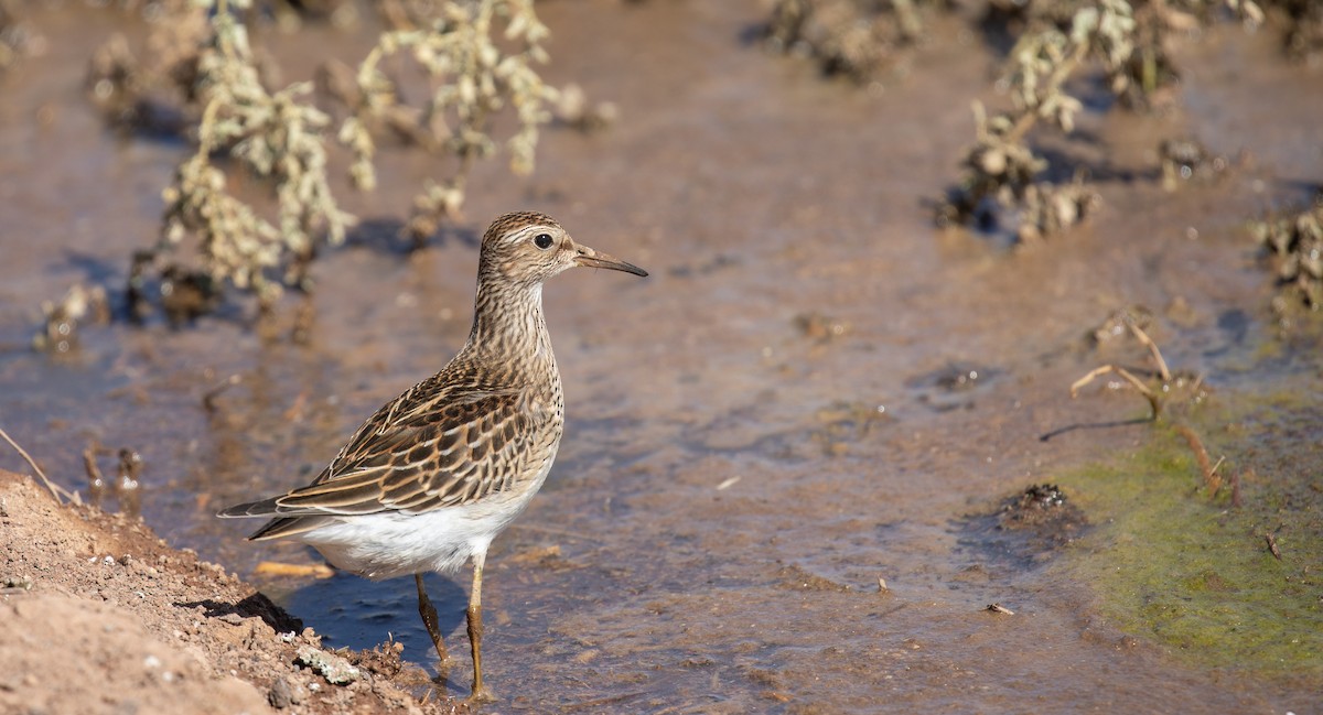 Pectoral Sandpiper - ML610039362