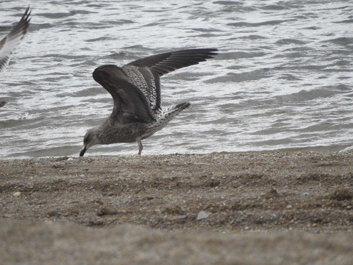 Gaviota Sombría - ML610039561