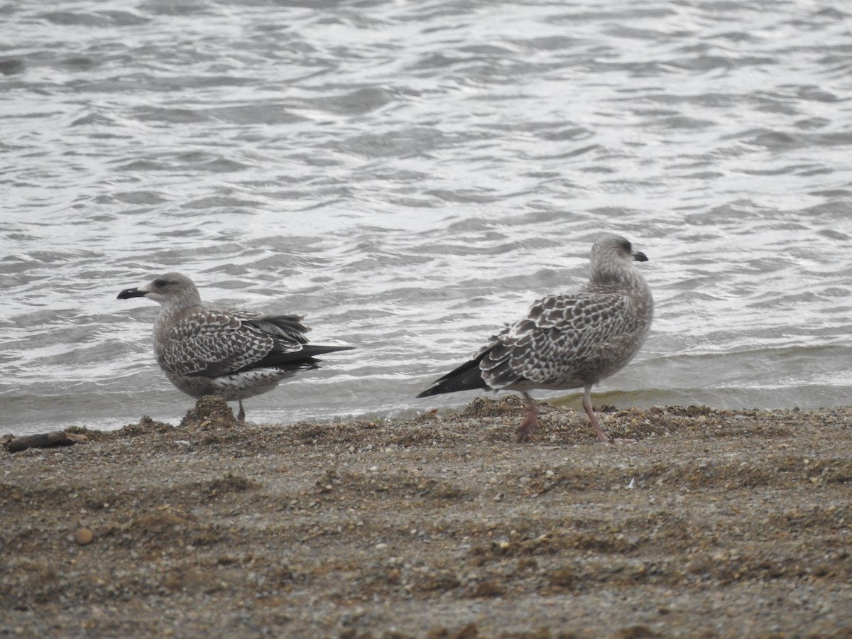 Gaviota Sombría - ML610039562