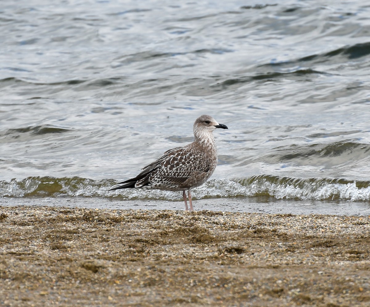 Gaviota Sombría - ML610039586