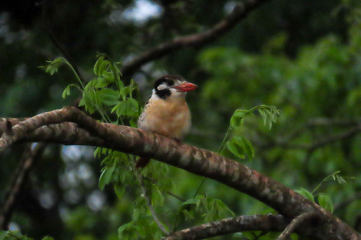 White-eared Puffbird - ML610039592