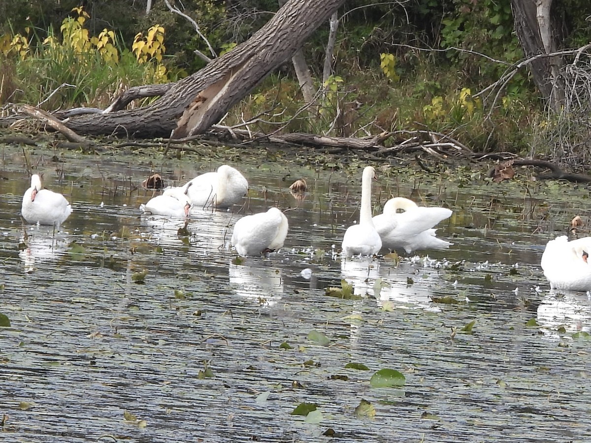 Mute Swan - ML610039631