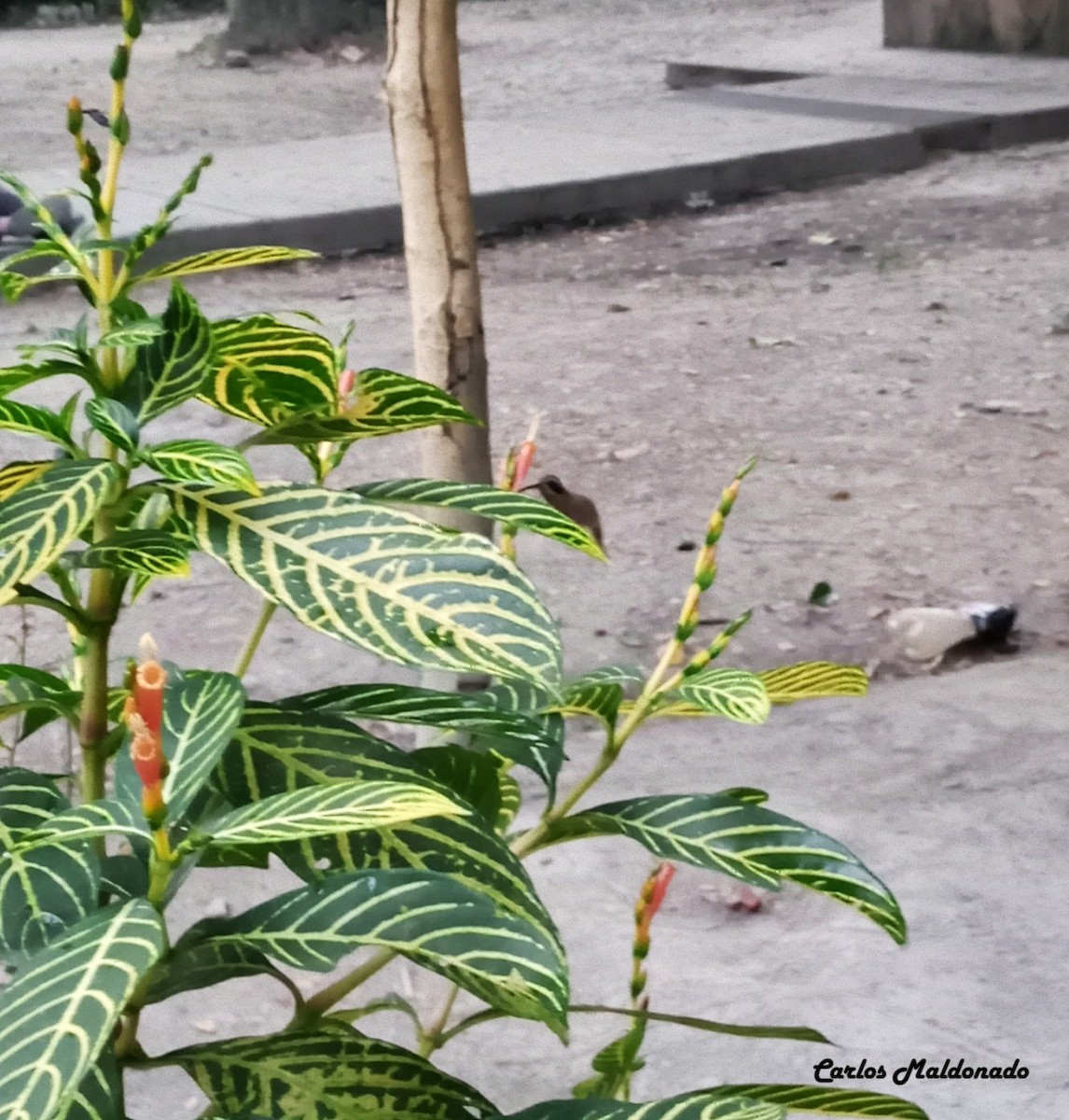 Пестрогорлый колибри-отшельник - ML610039632