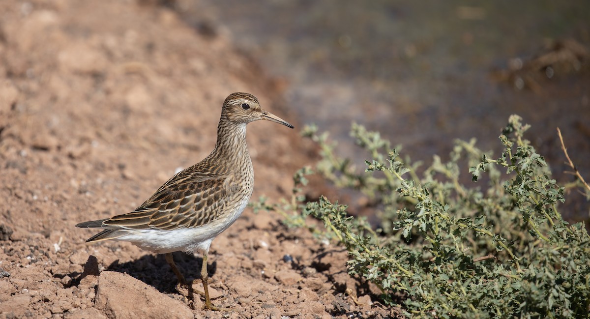 Pectoral Sandpiper - ML610039677