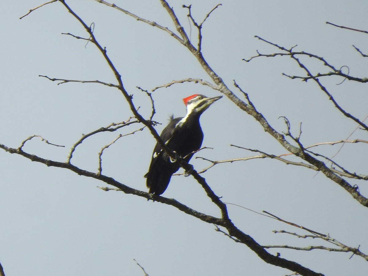 Pileated Woodpecker - ML610039740