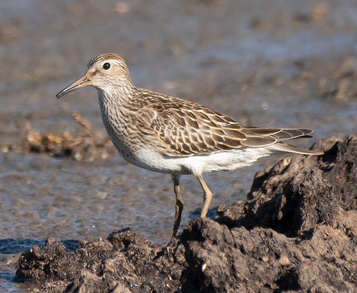 Graubrust-Strandläufer - ML610039741