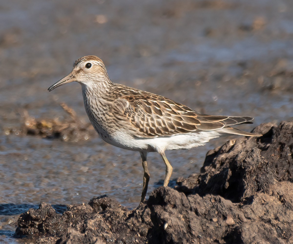 Pectoral Sandpiper - Gordon Karre