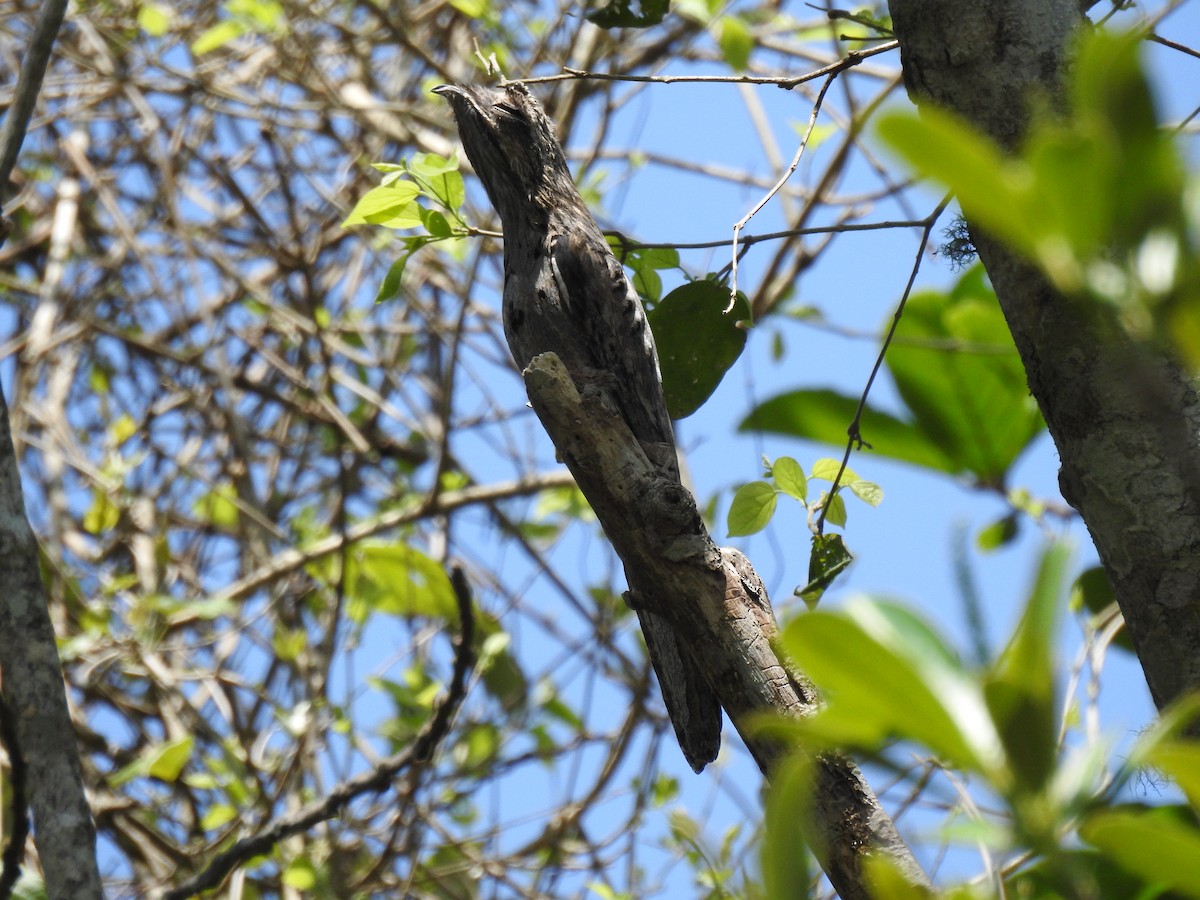 Common Potoo - Ben Verhoef