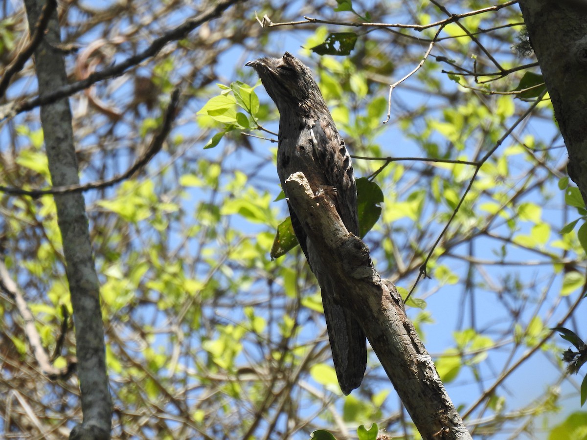 Common Potoo - ML610039864