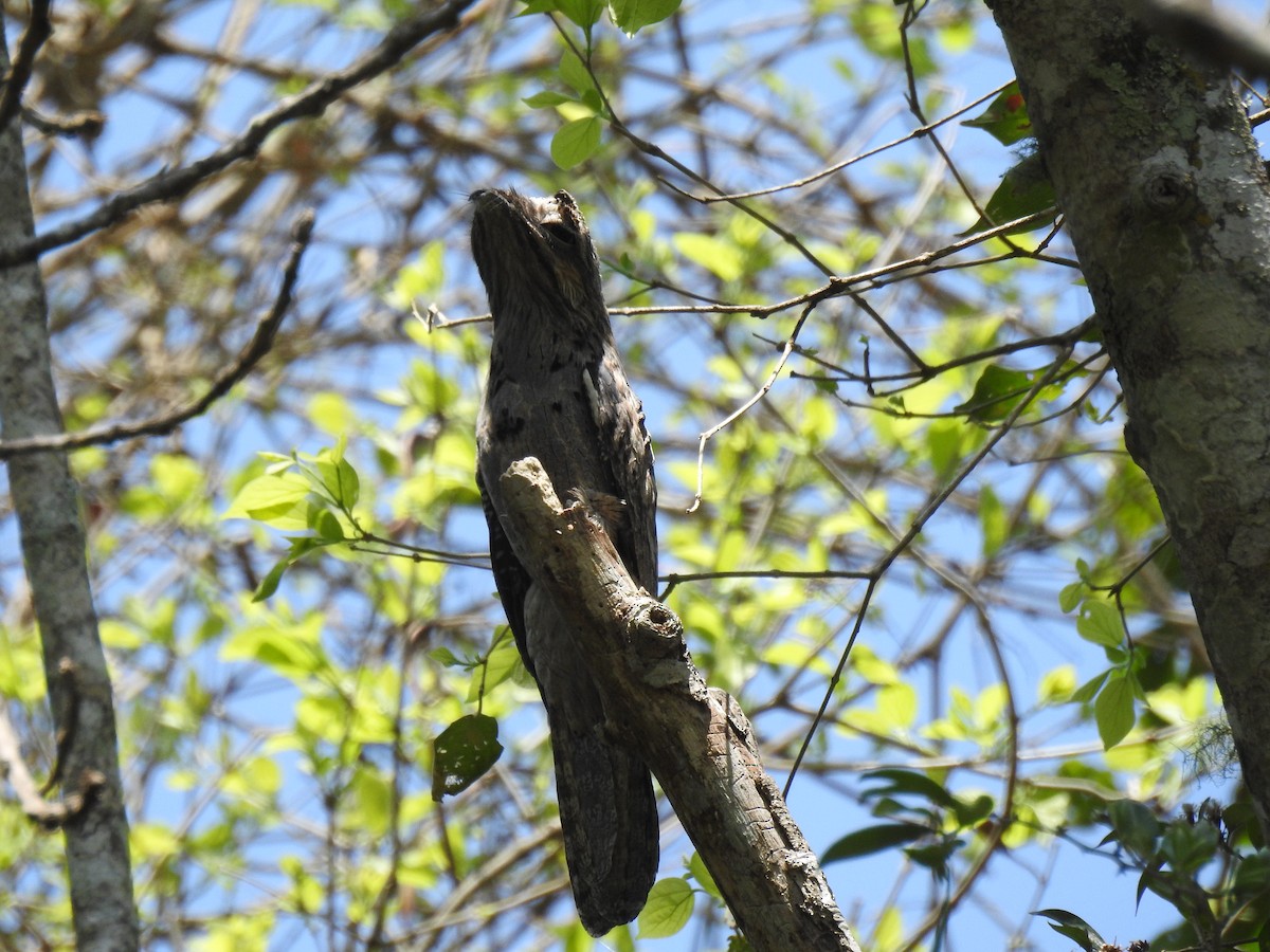 Common Potoo - ML610039865