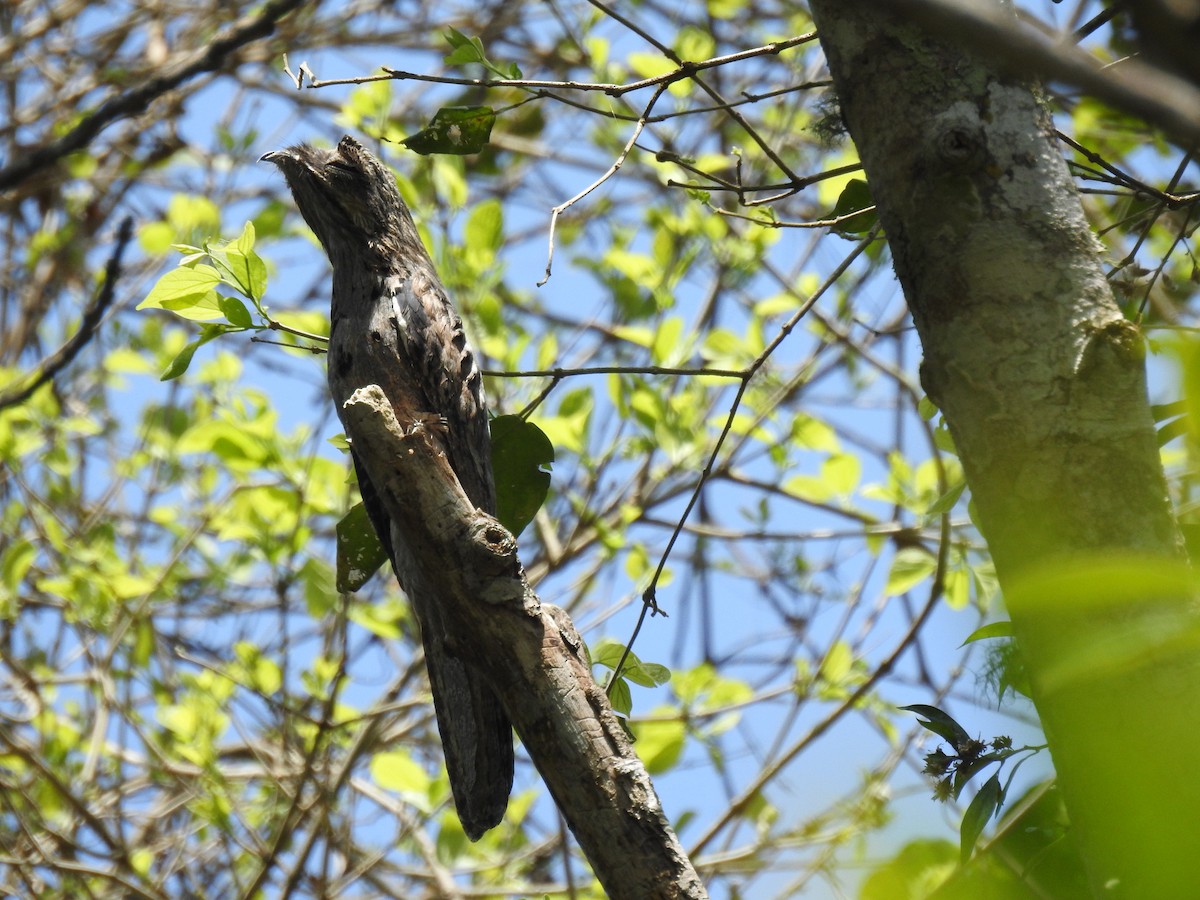 Common Potoo - ML610039866