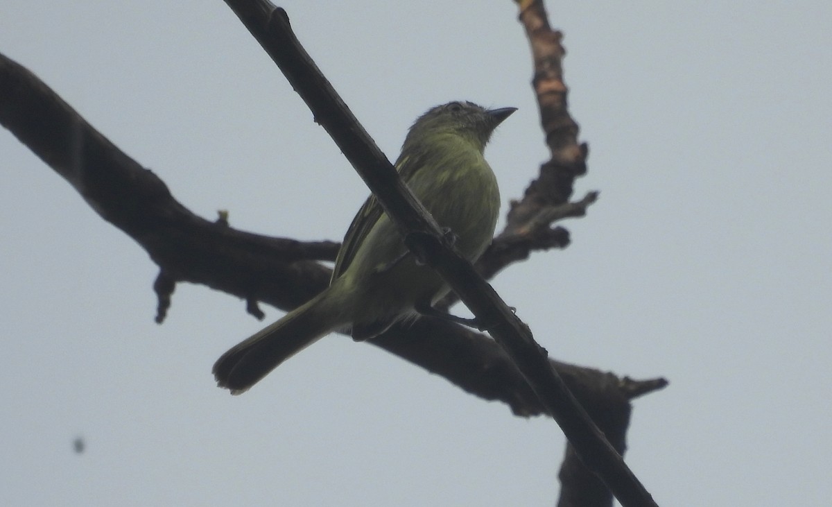 Slender-footed Tyrannulet - ML610040010