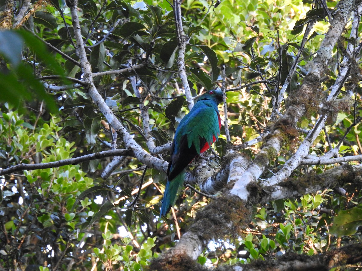 Crested Quetzal - ML610040022