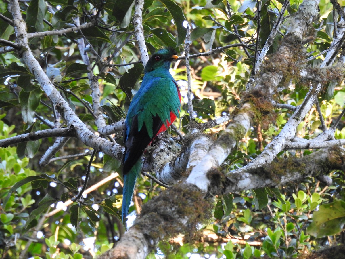 Crested Quetzal - ML610040023