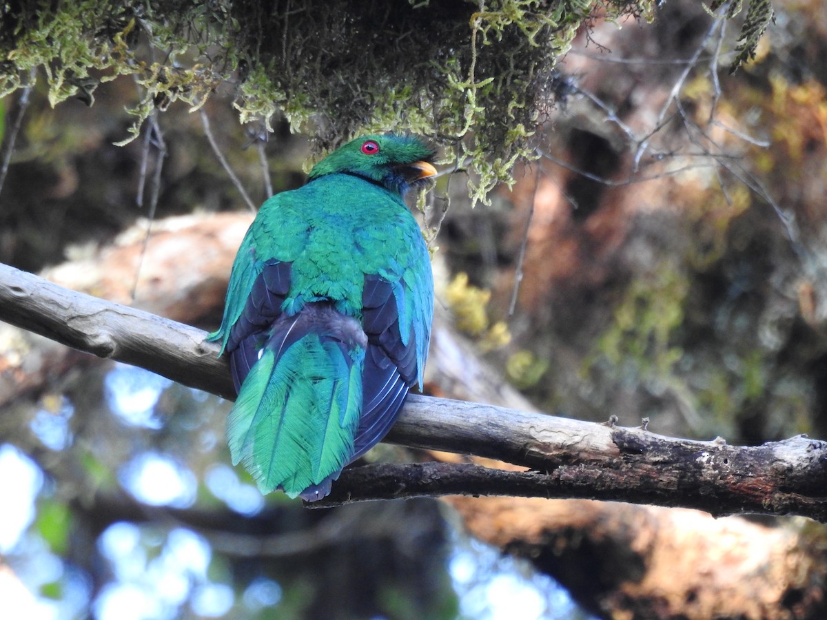 Crested Quetzal - ML610040024