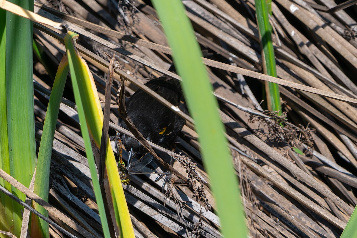 Yellow-winged Blackbird - ML610040027