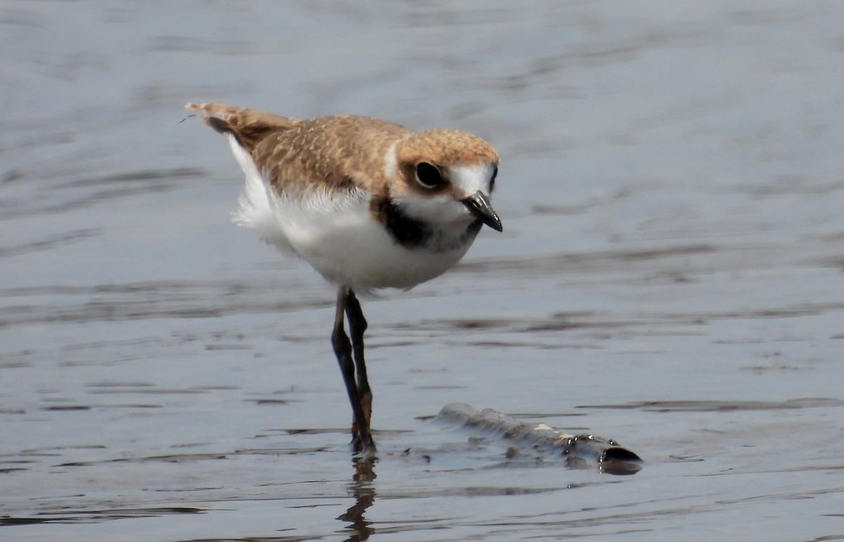 Collared Plover - ML610040139