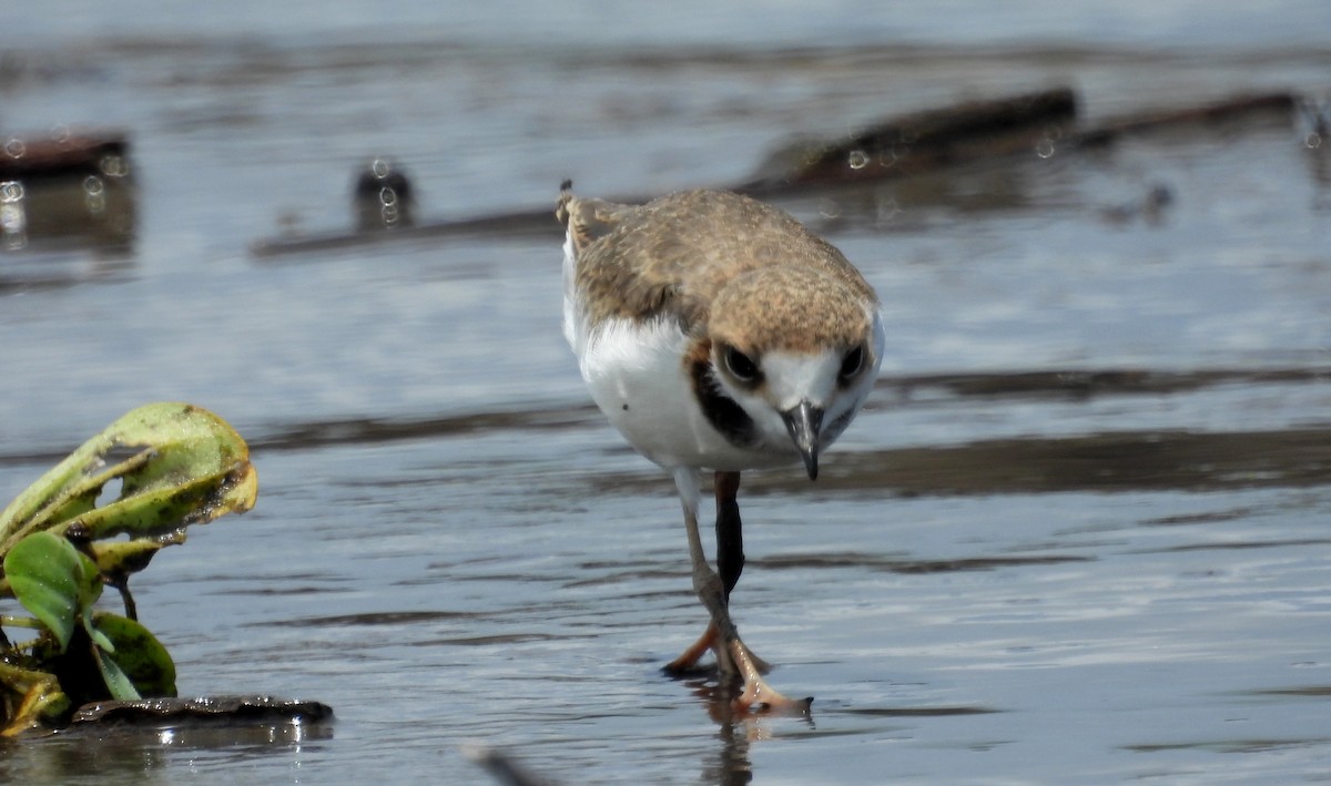 Collared Plover - ML610040142
