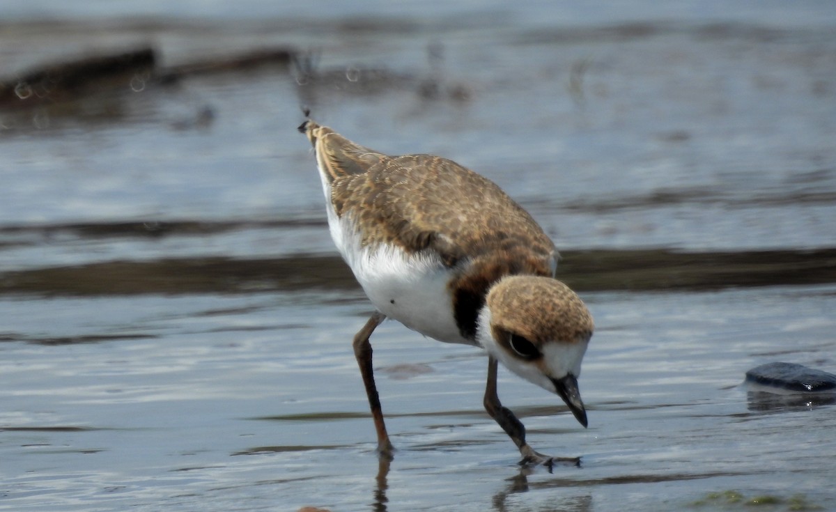 Collared Plover - ML610040143